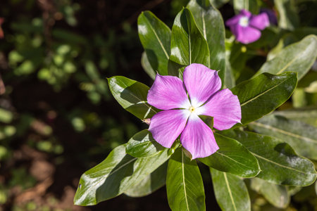 A Red impatient walleriana flower is in a autumn gardenの写真素材