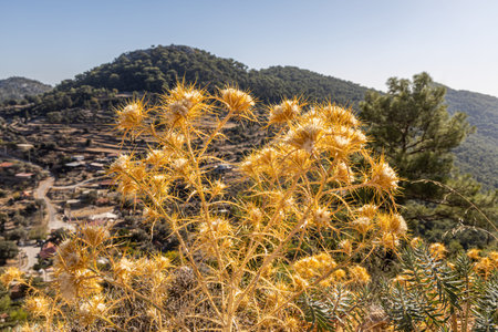 A Dry orange onopordum flower head is on a beautiful blurred mountain background in summerの写真素材
