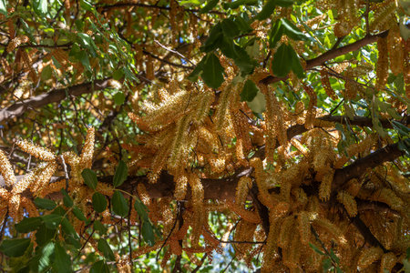 Yellow blooming of Ceratonia siliqua or carob tree with green leaves is in the garden