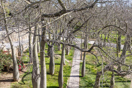 The Brachychiton kurrajon or bottletrees without leaves on a blue background in spring in a park