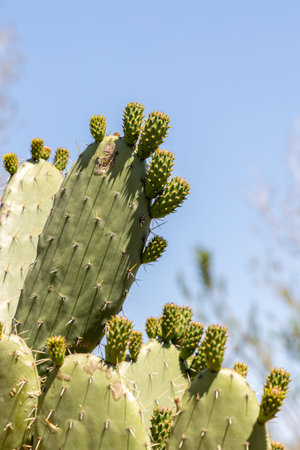 A Group of green Opuntia Vulgaris cactus plants is on a beautiful blurred orange background in...