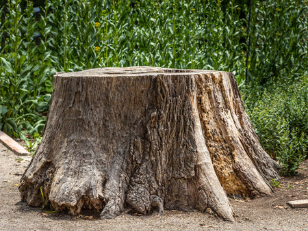 A beautiful stump of the old tree with knots and cracks and twigs with young green leaves and buds...