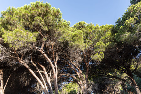 Twigs of pine trees with green needles and brown bark on a blue sky background in summer in a parkの写真素材