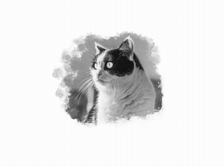 A Beautiful adult young black and white cat with big eyes on a white background with copy spaceの写真素材