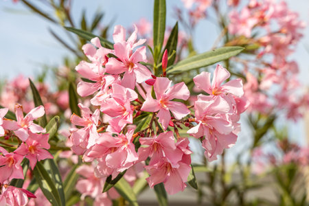Pink flowers azalia or rhododendron with green leaves grows in a garden in summer
