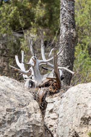 A beautiful stump of the old tree with knots and cracks and twigs. Verticalの写真素材
