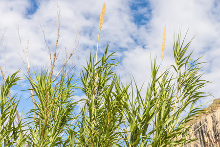The Green Cortaderia Selloana Pumila feather pampas grass on a blue sky background in the parkの写真素材
