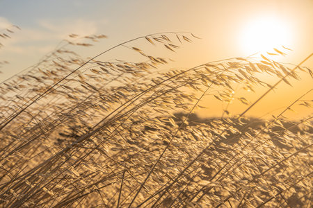 Beautiful horizontal texture of dry yellow and orange oats on the sunset backgroundの写真素材