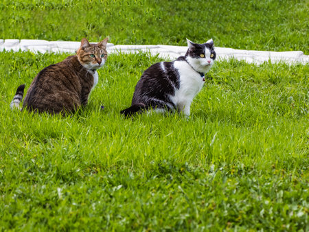 Two cats black-white and tabby sit together on a green grassの写真素材