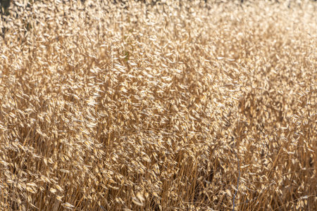 A beautiful horizontal texture of dry yellow and orange oats on the sunset backgroundの写真素材