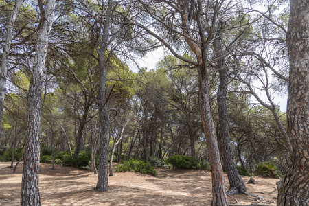 Pine trees with green needles and cones brown bark on a blue sky background in summer in a parkの写真素材