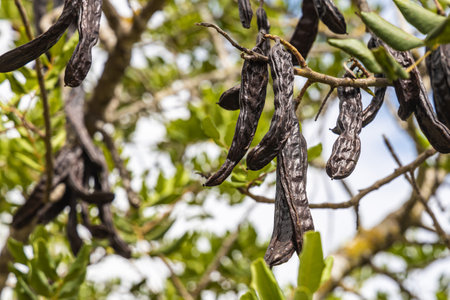 Bunch of carob tree with brown fruits in a park in summerの写真素材