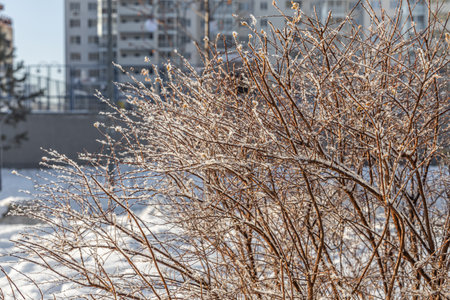 The branches of bushes with snow in winterの写真素材