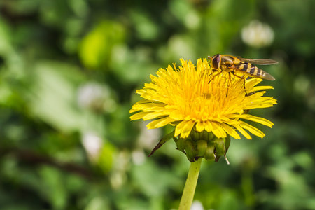 An bee with pollen pollinates yellow dandelion flower in the garden in spring