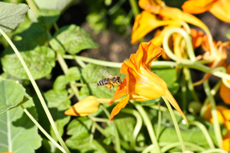 Orange bee with pollen pollinates a yellow nasturtium flowerの写真素材