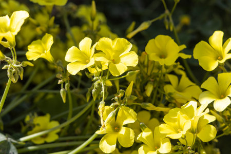 Horizontal photo of green lawn grass or meadow with yellow wood sorrel flowersの写真素材