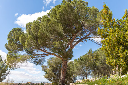 A beautiful pine tree against a clear blue sky on a sunny dayの写真素材