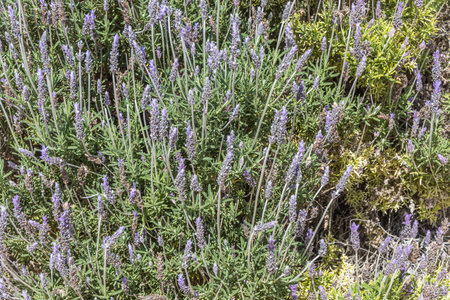 Horizontal photo of green lavender plants with blue flowersの写真素材