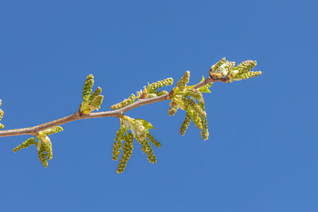 A beautiful mulberry tree with green fruit against a clear blue sky on a sunny dayの写真素材