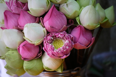 Pray lotus flowerの写真素材