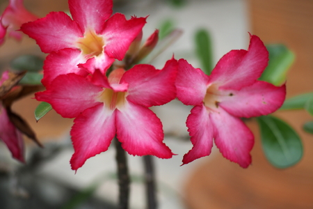 Beautiful green plants and colorful flowersの写真素材