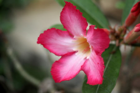 Beautiful green plants and colorful flowersの写真素材