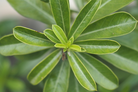 Beautiful green plants and colorful flowersの写真素材