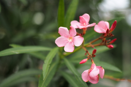 Beautiful green plants and colorful flowersの写真素材