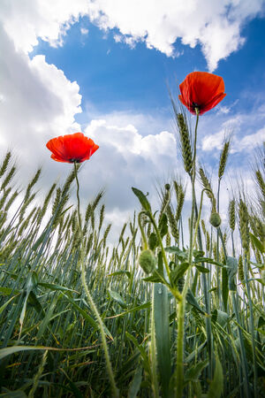 Red poppies close up on stormy skyes background fieldの写真素材