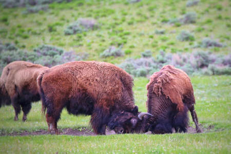 Wildlife in national parksの写真素材