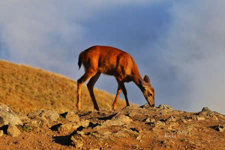 Wildlife in national parksの写真素材