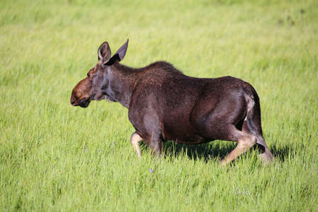 Wildlife in national parksの写真素材