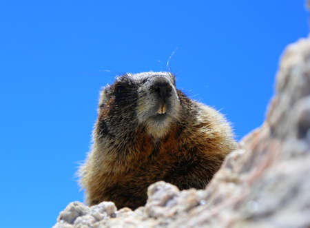 Wildlife in national parksの写真素材