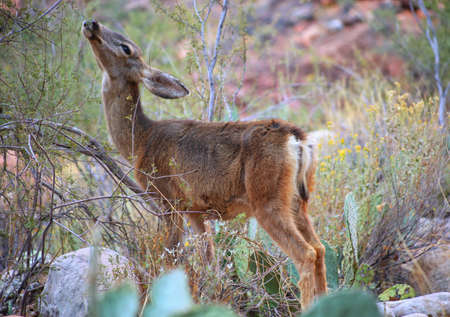 Wildlife in national parksの写真素材