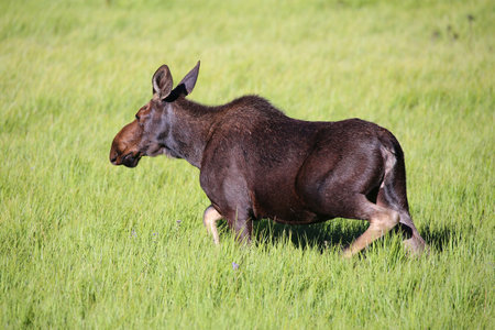 Wildlife in national parksの写真素材