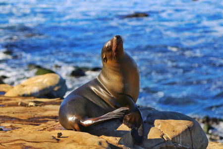 Wildlife in national parks