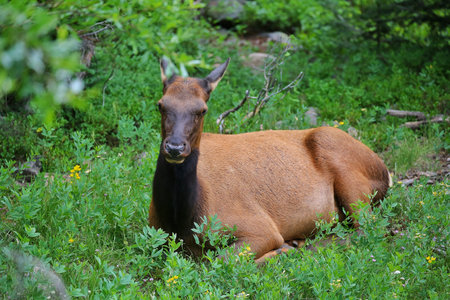 Wildlife in national parksの写真素材