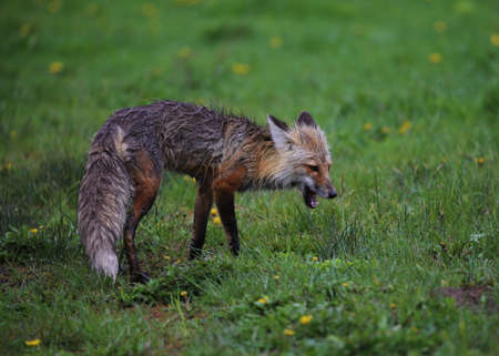 Wildlife in national parksの写真素材