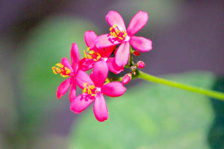 Jatropha integerrima (Peregrina) is a species of shrub in the family Euphorbiaceae. They have a self-supporting growth form. They have simple, broad leaves. Flowers are visited by Gold Rim Swallowtailの写真素材