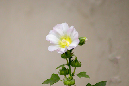 The single or double, cup-shaped flowers have little or no stalk and bloom on tall spikes....