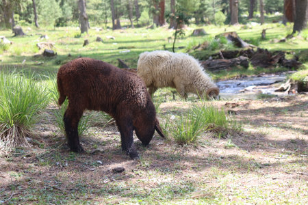 Sheeps eating grass in kumrat valley KPK pakistan.の写真素材