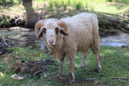 Sheeps eating grass in kumrat valley KPK pakistan.