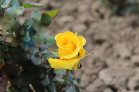 yellow rose in the garden on a background of green leaves. High quality photoの写真素材