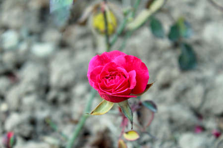 Red rose in the garden. Close-up. Selective focus.の写真素材