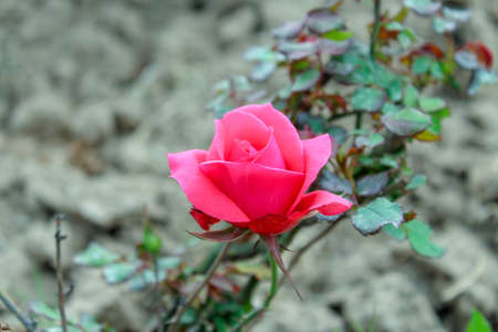 Beautiful pink rose blooming in the garden on a sunny dayの写真素材