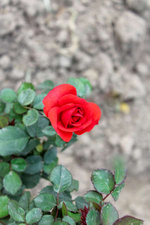 Red rose with green leaves in the garden. Selective focus.の写真素材