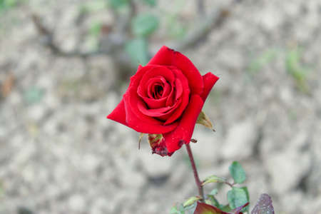 Red rose on the background of gray soil. Close-up.の写真素材