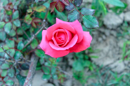 Pink rose flower in the garden. Top view. Floral background.の写真素材