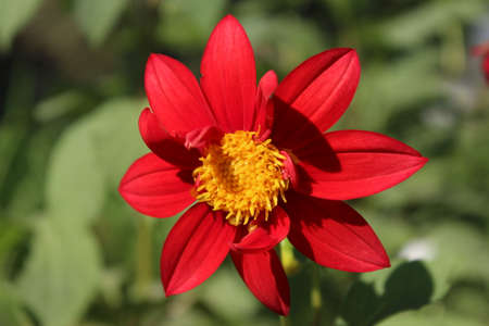 Red Dahlia Flower - Latin name - Dahlia grandifloraの写真素材