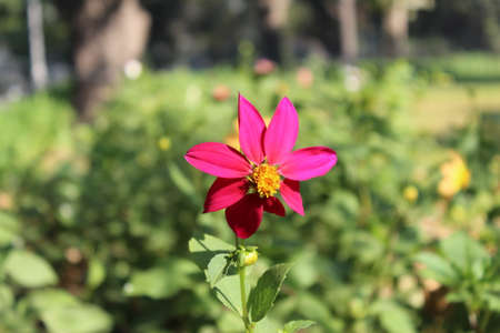 Beautiful flowers blooming in the garden. Selective focus.の写真素材